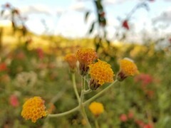 Bebbia atriplicifolia