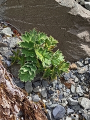 Anisotome pilifera