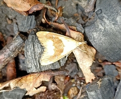 Glaucocharis metallifera