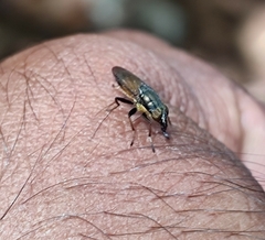 Idiella