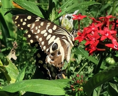 Papilio demodocus demodocus
