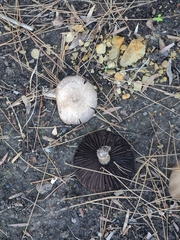 Coprinopsis uliginicola