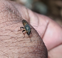 Idiella