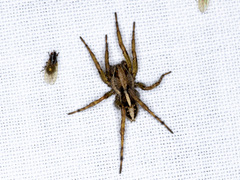 Artoriopsis