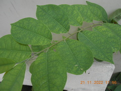 Annonaceae