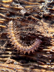 Nearctodesmidae