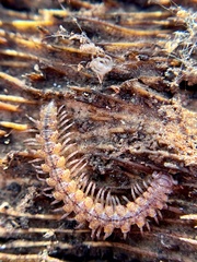 Nearctodesmidae