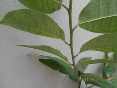 Annonaceae