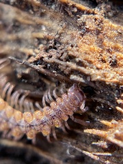 Nearctodesmidae
