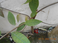 Annonaceae