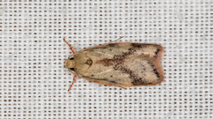 Oligoloba severa