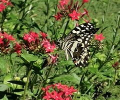 Papilio demodocus demodocus