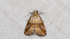 Maliattha amorpha