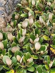 Brachyglottis bidwillii