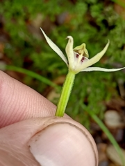 Adenochilus gracilis