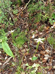 Adenochilus gracilis