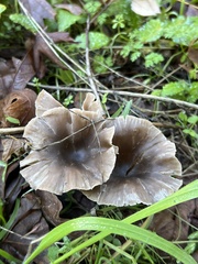 Pseudoclitocybe