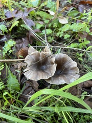 Pseudoclitocybe
