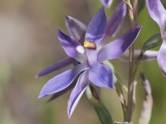 Thelymitra paludosa