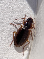 Tanystoma maculicolle