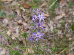 Thelymitra paludosa