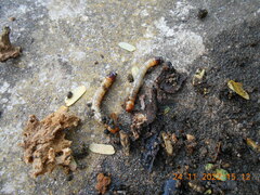 Strongylium erythrocephalum