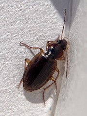 Tanystoma maculicolle