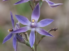 Thelymitra paludosa