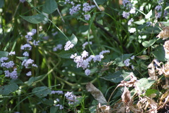 Fleischmannia pycnocephala