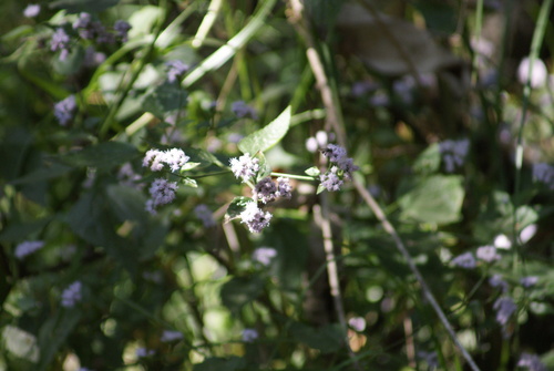 Image of Fleischmannia pycnocephala by (c) Jordi Martínez Martínez, some rights reserved (CC BY)