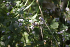 Fleischmannia pycnocephala