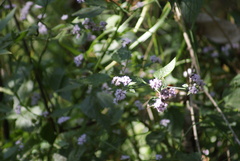 Fleischmannia pycnocephala