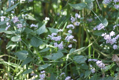 Fleischmannia pycnocephala