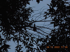 Streptopelia chinensis tigrina