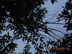 Streptopelia chinensis tigrina