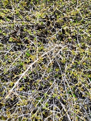 Coprosma cheesemanii