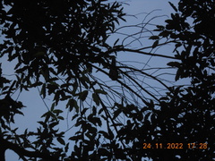 Streptopelia chinensis tigrina