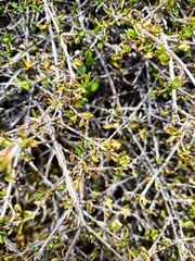 Coprosma cheesemanii
