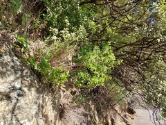 Melicytus orarius