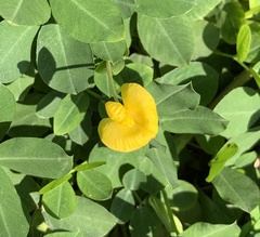 Arachis hypogaea