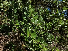 Melicytus orarius