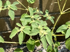 Croton monanthogynus
