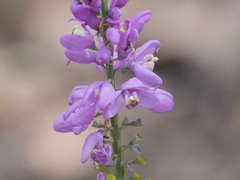 Comesperma virgatum
