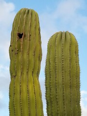Pachycereus