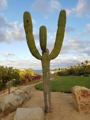 Pachycereus