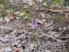 Comesperma virgatum