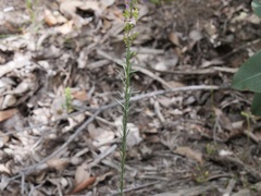 Comesperma virgatum