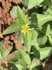 Calyptocarpus vialis