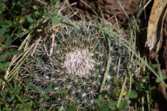 Mammillaria wagneriana