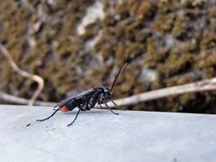 Tachypompilus analis